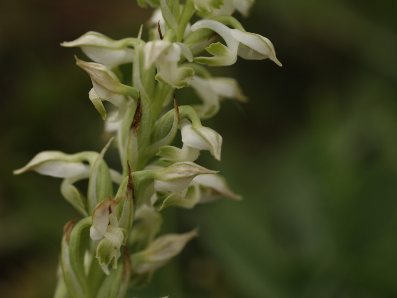 Un breve pomeriggio per orchidee!! (Isola d''Elba)